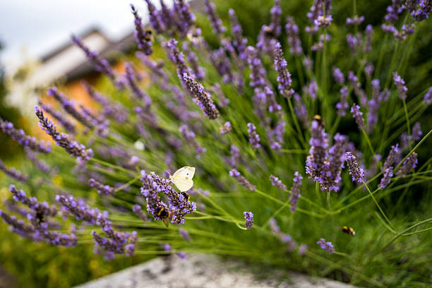 A peaceful garden view featuring a white butterfly resting on lavender flowers. The lavender stems sway gently in the breeze, with an orange house facade and lush greenery forming a soft-focus backdrop.