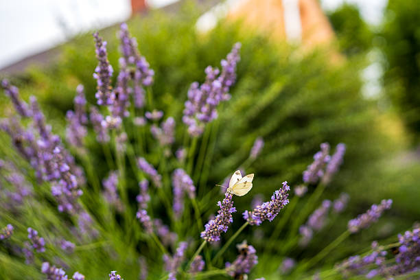 A delicate white butterfly (Pieris species) perches gracefully on blooming lavender flowers, surrounded by a lush green garden. The blurred orange rooftop and green shrubbery in the background create a warm, inviting atmosphere.