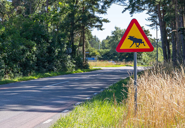 istock road sign on a street with a moose on it 2223568504