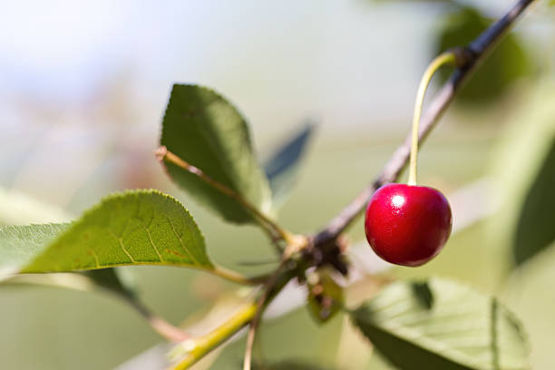 single red cherry on branch in the sunlight, blue sky in background, ripening cherry and grean leaves, sweet cherry on branch, red fruit, Prunus avium
