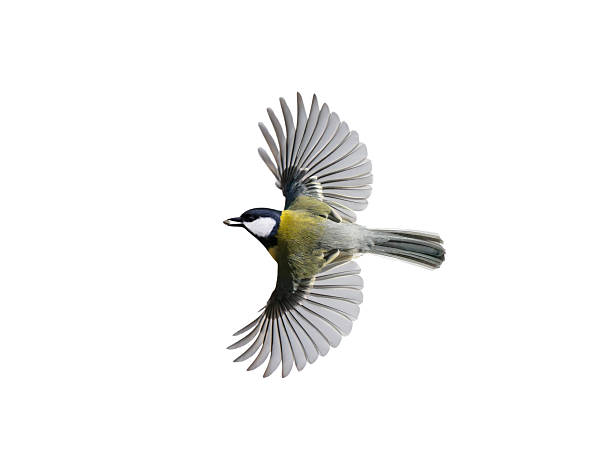 istock Great tit in flight with spread wings with food dzyube isolated 2223568746