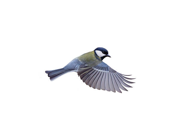 istock great tit in flight isolated on white background 2223568753