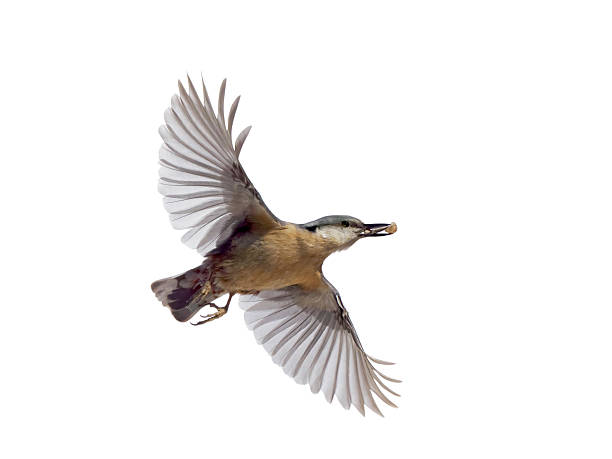 istock Nuthatch in flight with seeds in its beak isolated on white background 2223568761