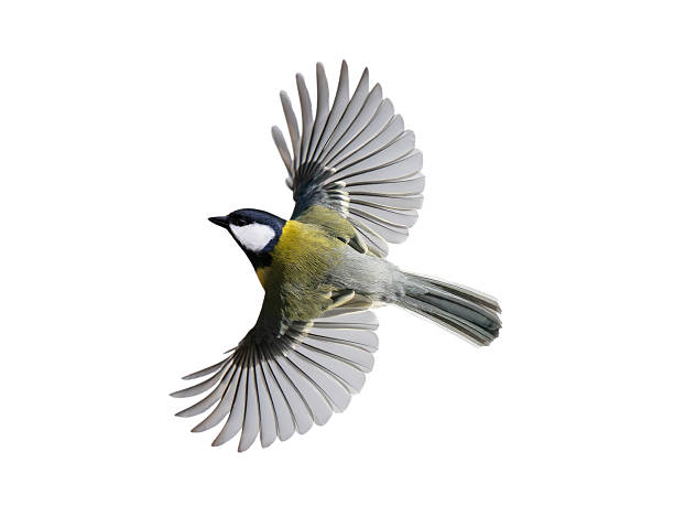 istock Great tit in flight isolated on white background 2223568777