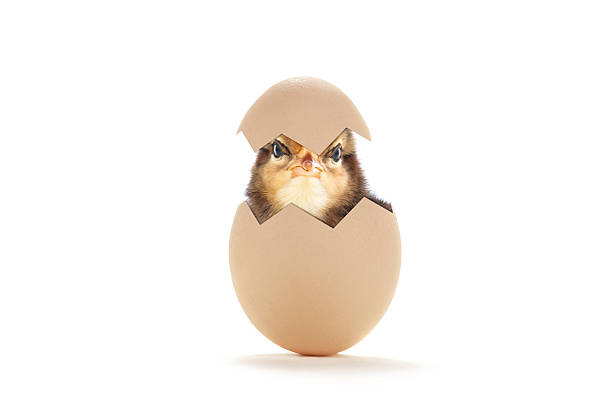 chick peeking out of egg isolated on white background