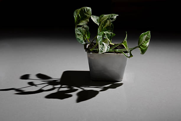 A stylish green houseplant (Epipremnum aureum or pothos) in a modern white ceramic pot casting a shadow on the surface, creating a minimalist, artistic composition.