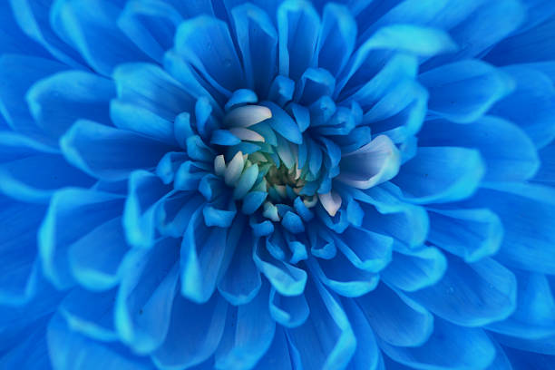 istock Bright blue bloom reveals intricate petals in close view 2223569397