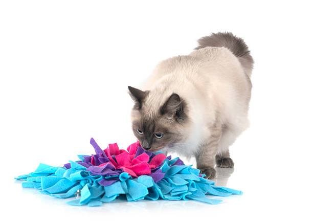 siberian cat and snuff textile play mat Food in front of white background