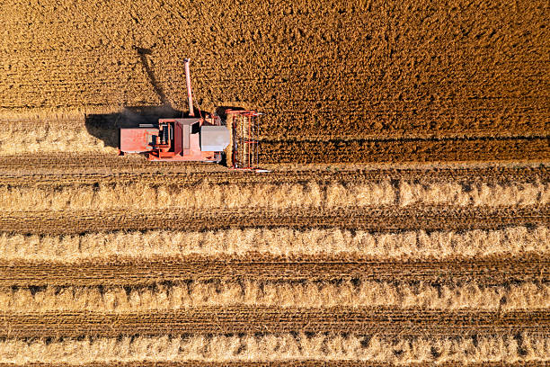 istock Combine harvester in wheat field 2223571976