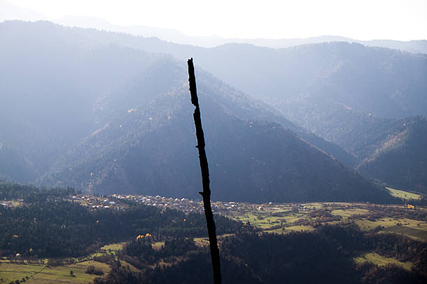 istock Scorched Forest Landscape After Wildfire in Mountain Valle 2223573201