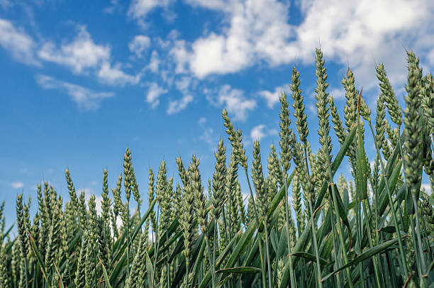 istock Green wheat ears close-up from below. Blue sky with white clouds through green wheat field. Summer harvest scenic concept. 2223574851