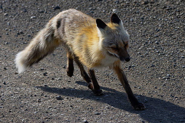 istock Artic fox, seen in the wild in Alaska 2223576856