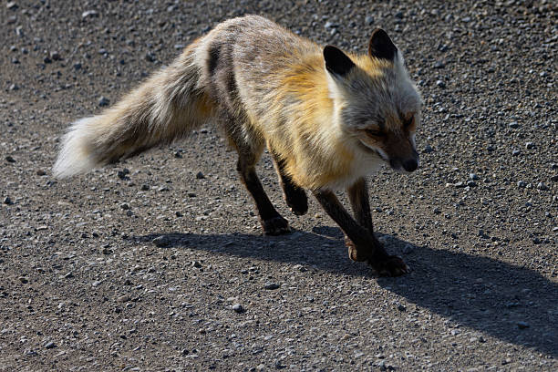istock Artic fox, seen in the wild in Alaska 2223576858