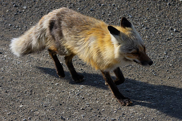 Artic fox, seen in the wild in Alaska