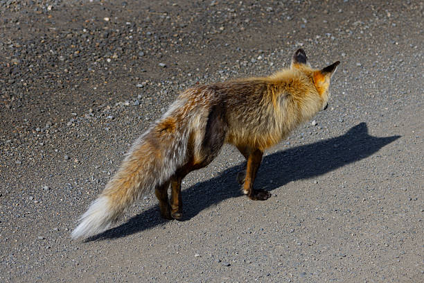 A red fox walks gracefully across the snowy field in Hokkaido, Japan. With its thick fur and focused gaze, the fox moves alertly through the cold winter terrain.