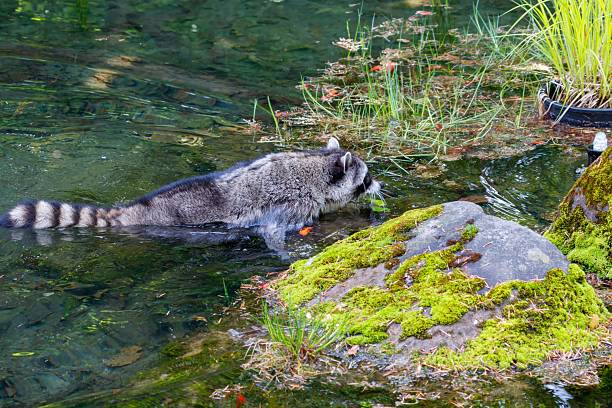 A raccoon wades through a lush, moss-covered pond, surrounded by greenery and clear water.