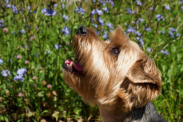 Yorkshire terrier. Dog. Portrait of a cute lap dog. The year of the dog.