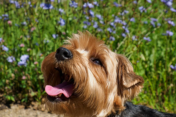 Yorkshire terrier. Dog. Portrait of a cute lap dog. The year of the dog.