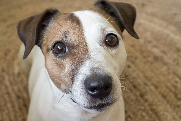 istock Dog. Jack Russell Terrier. A pet. A funny, adorable, thoroughbred dog. 2223577331