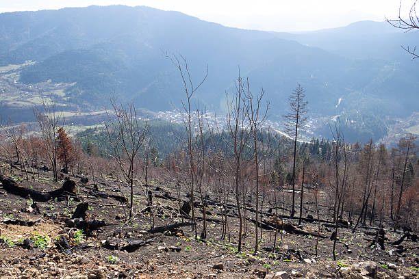 Charred tree trunks stand in a mountain valley after a wildfire. The scorched ground contrasts with green fields and distant hills, showing nature's resilience and the effects of climate chang