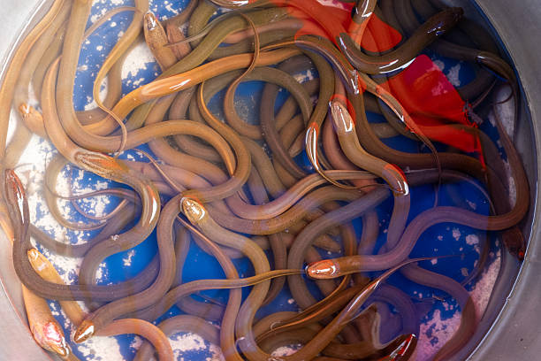 Close-up top view of live eels in a round water basin, commonly seen in Southeast Asian wet markets. The slippery freshwater eels are sold for cooking and traditional dishes. Their motion and reflections in the water give the image a sense of activity and local authenticity.