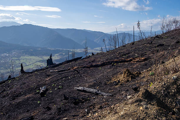 Charred tree trunks stand in a mountain valley after a wildfire. The scorched ground contrasts with green fields and distant hills, showing nature's resilience and the effects of climate chang
