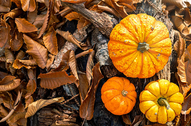 istock zenith view of pumpkins on trunk 2223585606