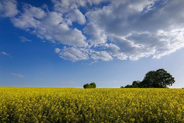 istock Yellow Canola Field and Blue Sky 2223587337
