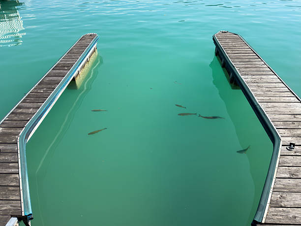 Clear aquatic view: wooden docks encasing fish in turquoise water