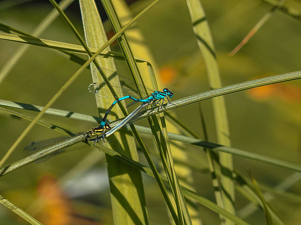 Extreme close-up shot of strong and transparent wings of a dragonfly