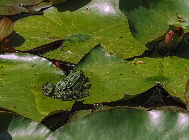 istock Green frog on a green water lily leaf 2223594405