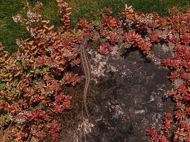 A small lizard basks in a rock garden covered with brown and red plants. Natural camouflage.