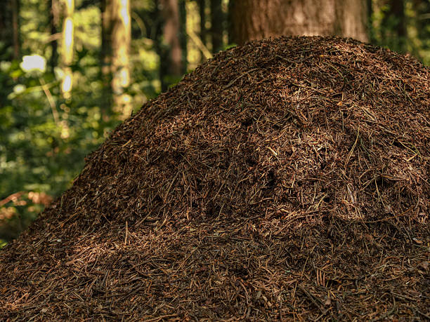 istock Close up of a huge anthill mound in a coniferous forest. 2223594410