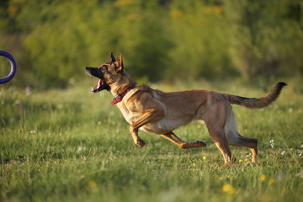 A strong dog lands after catching a purple frisbee, ears flapping and tail aligned.