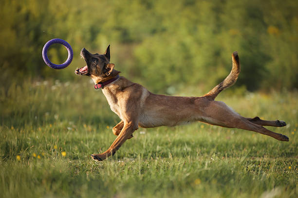 The Belgian Malinois leaps off the ground with full extension toward a frisbee ahead.