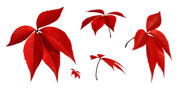 autumn leaf of wild grapes is highlighted on a white background from different sides.