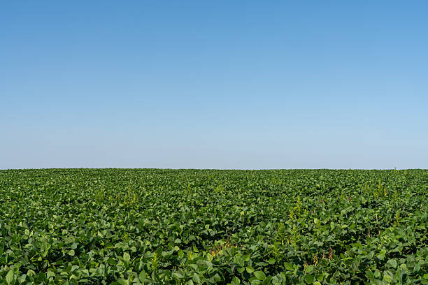 istock Field of Soybeans 2223595468