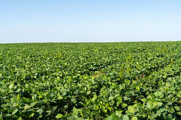istock Field of Soybeans 2223595542