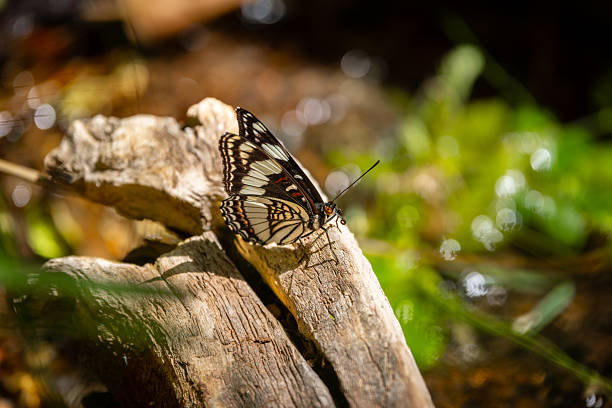 Beautiful Black and White Butterfly Wings Up, Wildlife in Nature