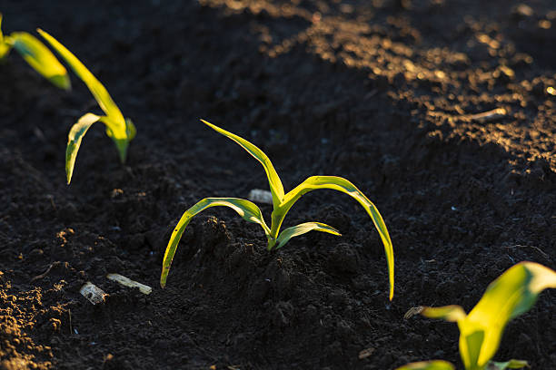 istock Young maize plants are sprouting through the dark earth, showcasing vibrant green leaves under soft morning light in a natural environment 2223596435