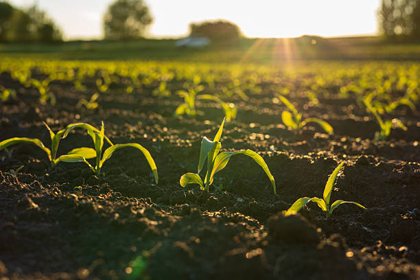 istock A fresh corn sprout stands tall in moist soil as sunlight shines through, indicating growth in a vibrant field during dusk 2223596441