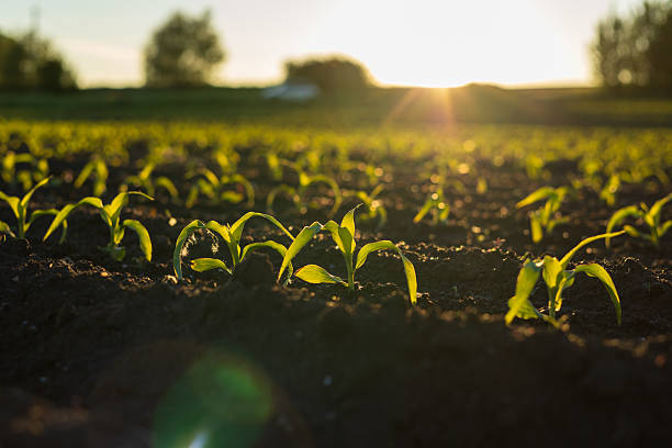istock Corn plants sprout from rich soil, basking in warm sunlight during early morning hours in a tranquil rural setting 2223596448