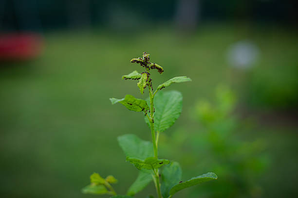 Insect Infestation on Young Plant Leaves – Garden Pest Problem