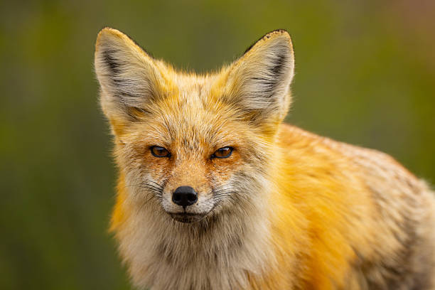 istock Regal Young Fox Standing Outside in Nature Focus on Foreground 2223597345