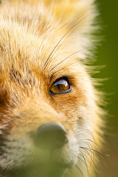 Cute Young Adult Fox Up Close Vibrant Color