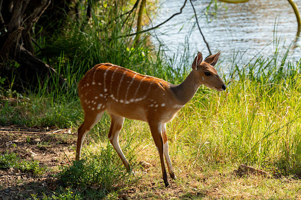 istock A cute female bushbuck (Tragelaphus sylvaticus), also known as a Cape bushbuck or imbabala 2223597921