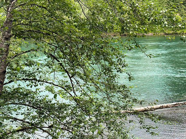 istock Large log in Skagit river Washington state during early summer season with tree branches in forefront 2223598103