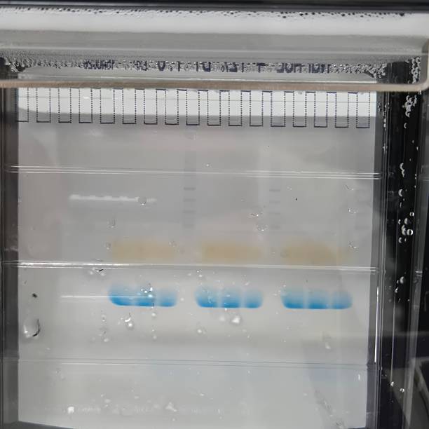 istock Western Blot Gel Electrophoresis with Protein Bands 2223599126