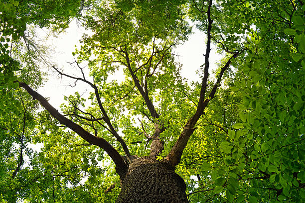 Looking up at a tall tree with vibrant green leaves.