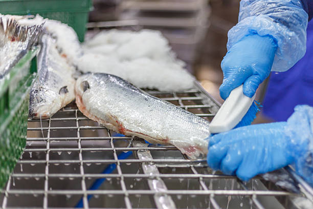 istock Closeup view of fresh salmon in ice. 2223602745